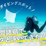【マンタを目撃】慶良間諸島でダイビングで感動しちゃった件の画像