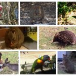 実際に遭遇！！可愛すぎるオーストラリアの野生動物ベスト10とオススメの動物園の画像