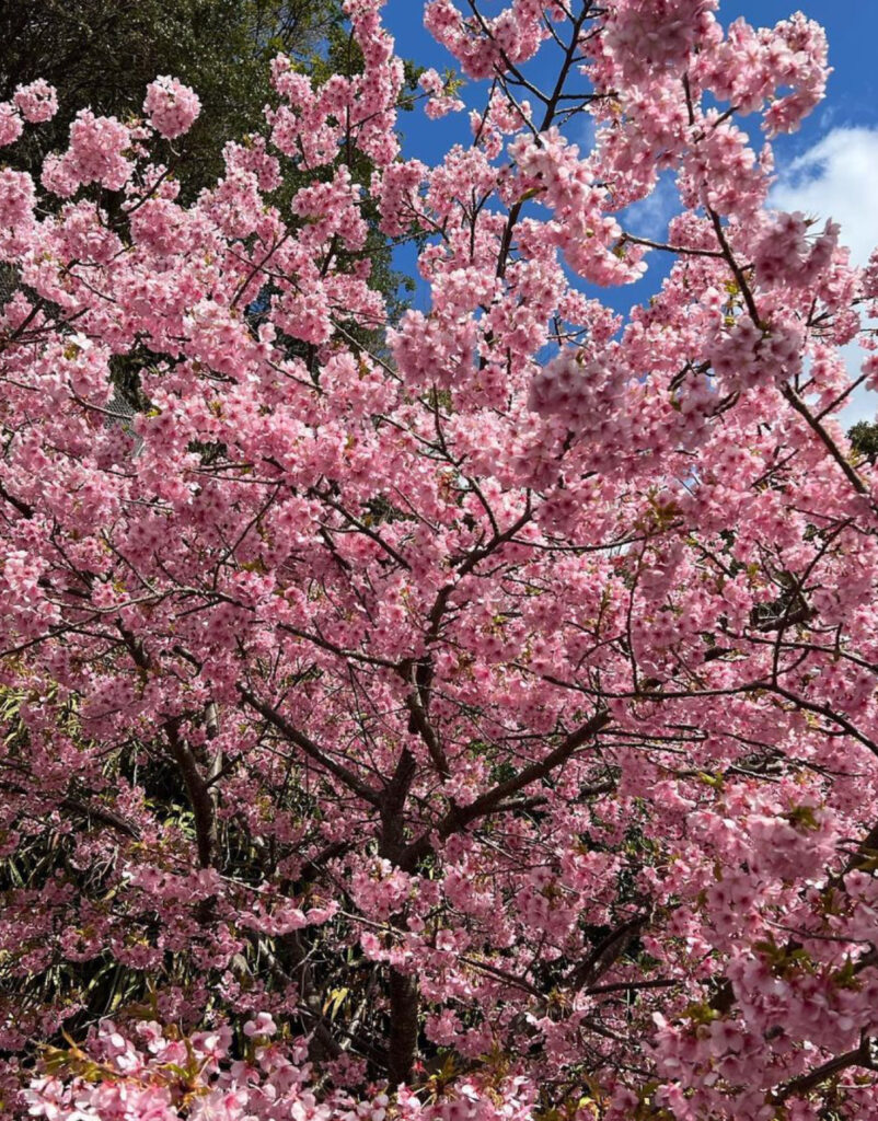 四浦半島 河津桜