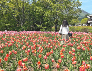 くじゅう花公園