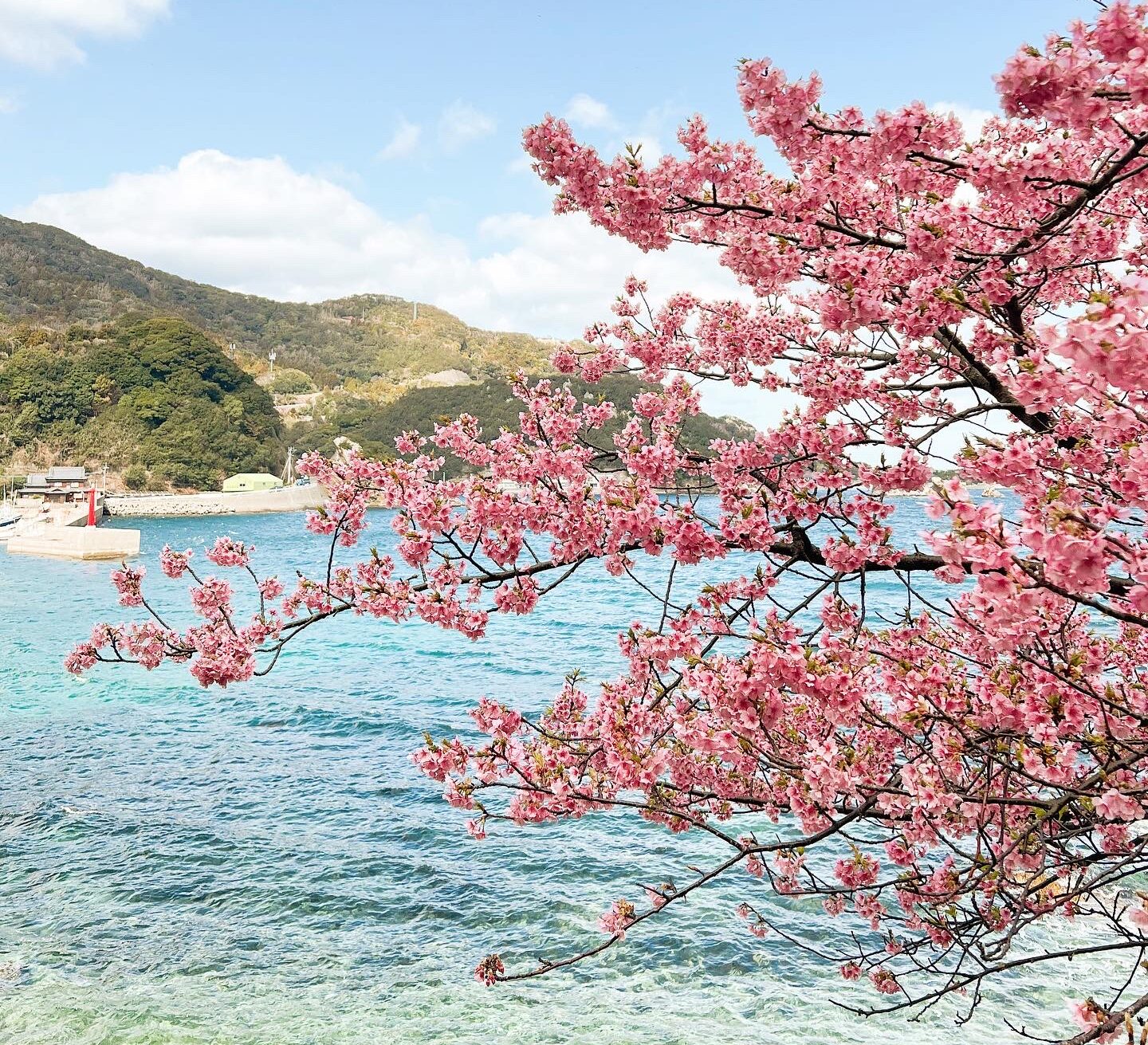 四浦半島 河津桜