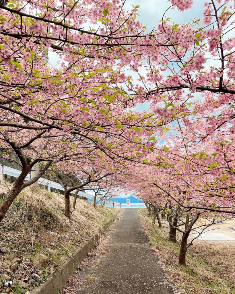 四浦半島 河津桜